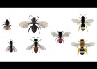 Què els passa a les abelles? | Recurso educativo 774647