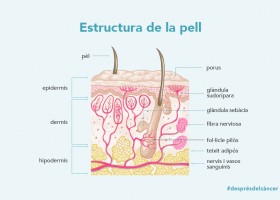 Capes de la pell | Recurso educativo 777360