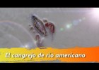 El cangrejo de río americano, una especie invasora. | Recurso educativo 778037