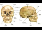 todos los huesos del cuerpo en un vídeo | Recurso educativo 779885