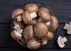 Fun Mushroom Facts for Kids - Interesting Information about Mushrooms | Recurso educativo 786012