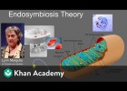 Endosymbiosis theory | Cell structure and function | AP Biology | Khan Academy | Recurso educativo 788276