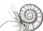 Com eren els Ammonites? | Recurso educativo 788428