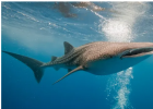 Tiburones en peligro de extinción | Recurso educativo 788572