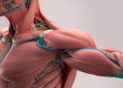 14 Fun Facts About the Muscular System | Recurso educativo 734472