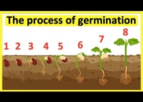 Seed germination | Recurso educativo 725605
