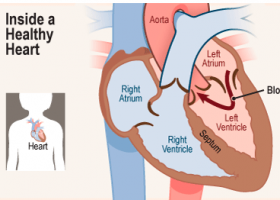 Heart and Circulatory System | Recurso educativo 733495
