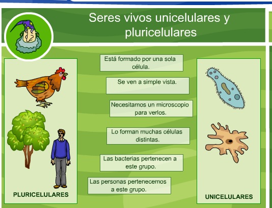 Los seres vivos unicelulares y pluricelulares Recurso