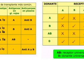 Educarchile - Los grupos sanguineos | Recurso educativo 105843