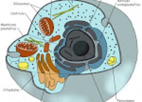 Asesoría de Ciencias Grupo Kepler | Recurso educativo 107425