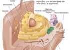 LA CÉLULA : Estructura y Fisiología | Recurso educativo 121469