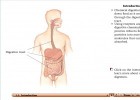 Introducció a la digestió química | Recurso educativo 732644