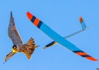 Photograph of a hawk and a toy plane | Recurso educativo 776825