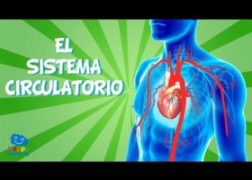 EL SISTEMA CIRCULATORIO | Vídeos Educativos para Niños | Recurso educativo 779625