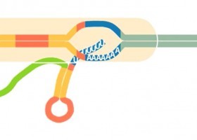 La transcripción del ADN en procariotas | Recurso educativo 789400